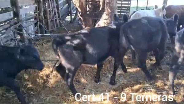 Lote TERNERAS