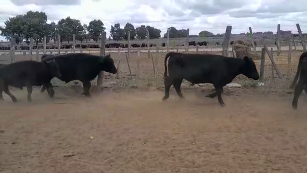 Lote 151 Novillitos en América, Buenos Aires