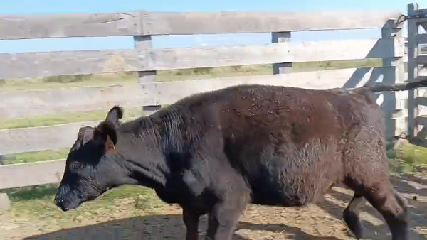 Lote Terneros, San José