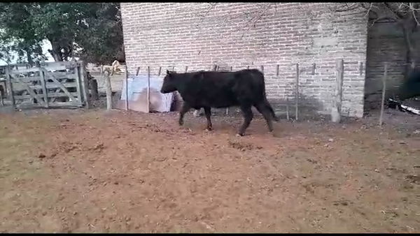 Lote 16 Vaquillonas P/ entorar Aberdeen Angus y Brangus Gdor. Crespo, Santa Fe