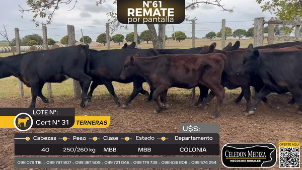 Lote 40 Terneras en paso Las Piedras, a 2 km de ruta 12, Colonia
