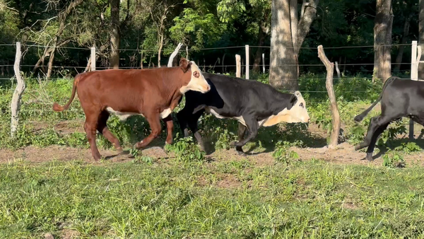 Lote 62 Terneros/as en Corrientes, San Roque