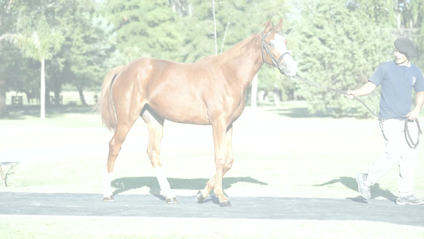 Lote NIKITA DADDY (DADDY LONG LEGS -  NIKOLAYEVNA por Catcher In The Rye)