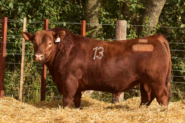40223 — TOROS ANGUS PC