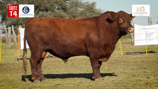 Lote LOTE 14 - TOROS ANGUS COLORADO PC NO. 13