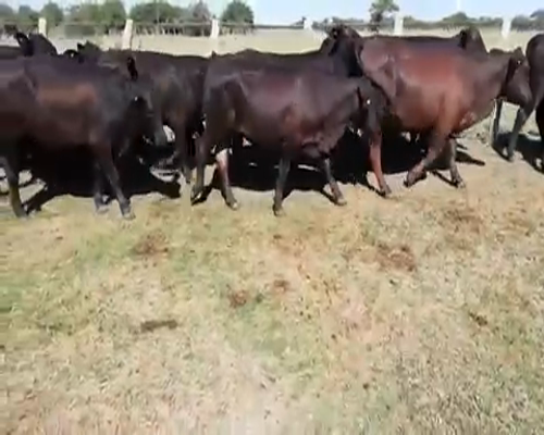 Lote 40 Vaquillonas C/ servicio en Villaguay, Entre Ríos