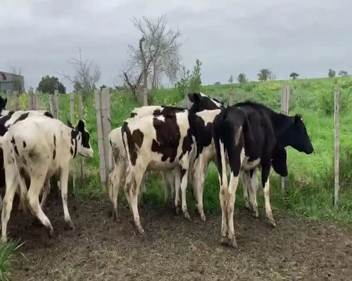Lote 42 Novillos HOLANDO 200kg - , San José
