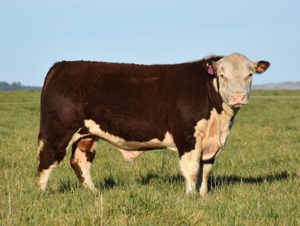 Lote TOROS