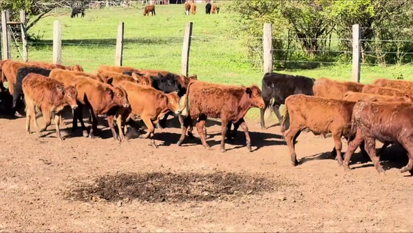 Lote 60 Terneros/as