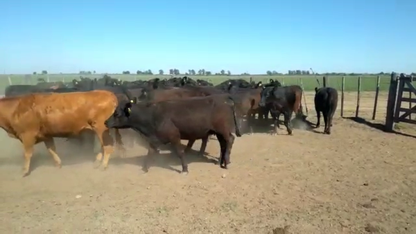 Lote 41 Vaquillonas preñadas en San Fabián, Santa Fe