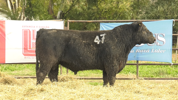 Lote TOROS ANGUS NEGROS  PC