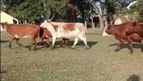 Lote 80 Vacas usadas preñadas en Corrientes, Mocoretá