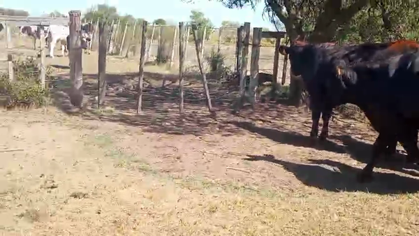 Lote 6 Vaquillonas , San José