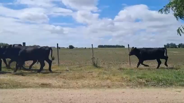 Lote VAQUILLONAS 1 a 2 AÑOS
