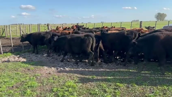 Lote 60 Novillitos EN AZUL