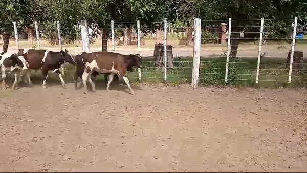 Lote 18 Terneros
