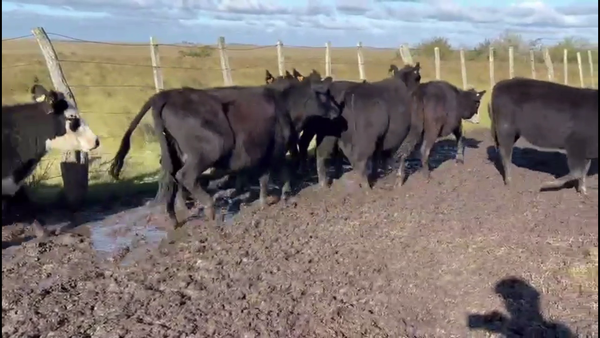 Lote VAQUILLONAS 1-2