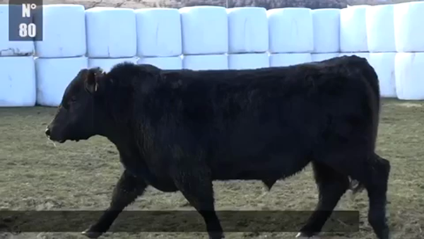 Lote 1 Toro en Coyhaique, XI Región Aysén