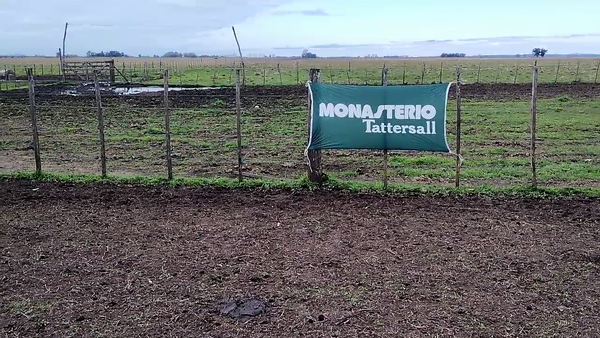 Lote 25 Terneras en Buenos Aires, Olavarría