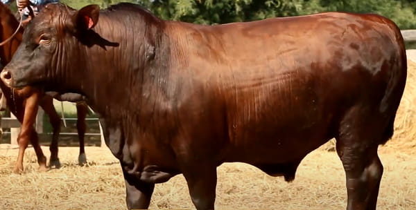 Lote TOROS DE 2 AÑOS