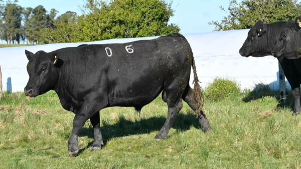 Lote 3 TOROS PEDIGREE 2 AÑO