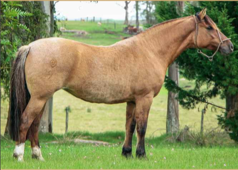 Lote DISTINTA DE LA COLINA