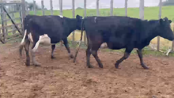 Lote 2 Vaca, San José