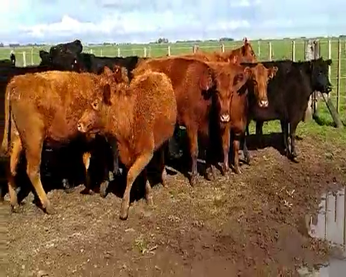 Lote 12 Vacas nuevas Preñadas en Laprida, Buenos Aires