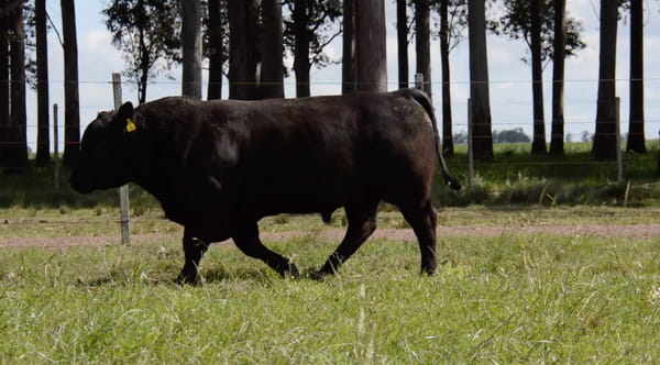 Lote ABERDEEN ANGUS PEDREGREE