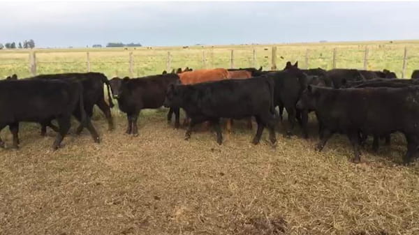 Lote 62 Terneros/as de 210/220 Kgs en Iturregui, Buenos Aires