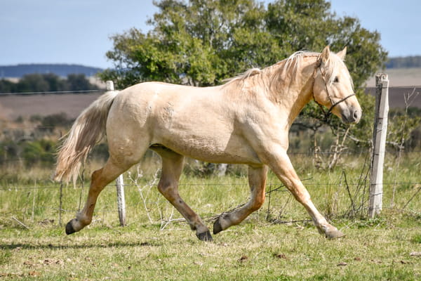Lote GONZALERO LA FLECHILLA