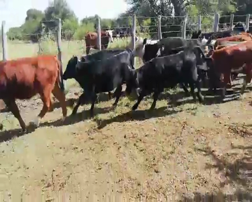 Lote 100 Terneros/as en Entre Ríos, Federal