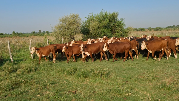 Lote 108 Terneros/as