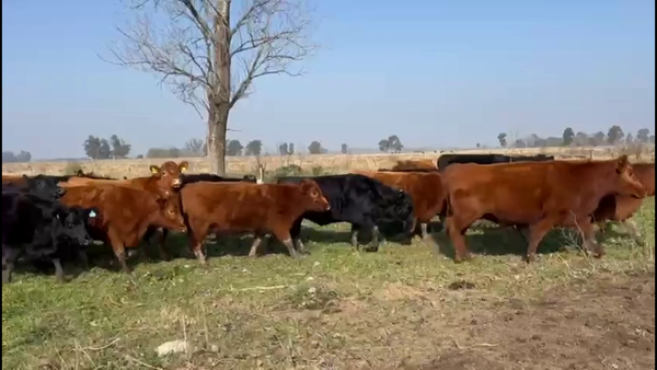 Lote 30 Vaquillonas C/ gtia de preñez