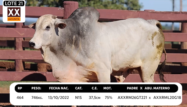 Lote LOTE 21