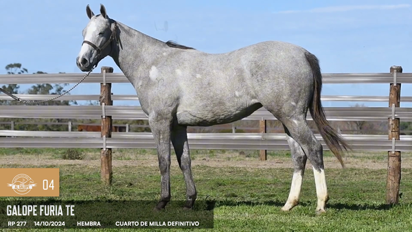 Lote Galope Furia
