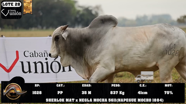 Lote LOTE 28