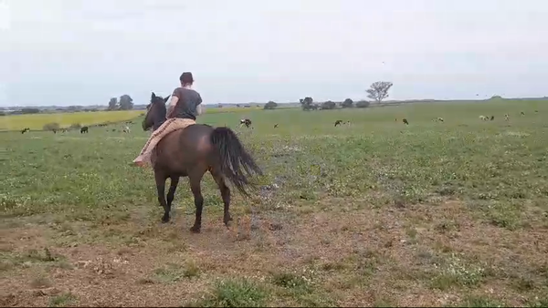 Lote (Vendido)Yegua ZAINA, Colonia