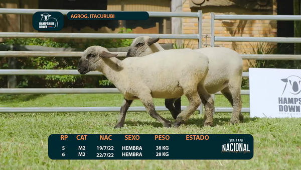 Lote LOTE 8 - AGROG. ITACURUBI - RP 5 / 6