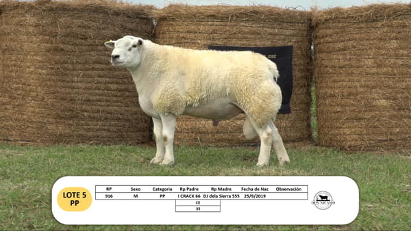 Lote Lote 5 - PP