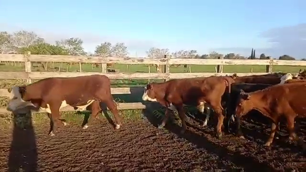 Lote 25 Terneros/as en Villaguay, Entre Ríos