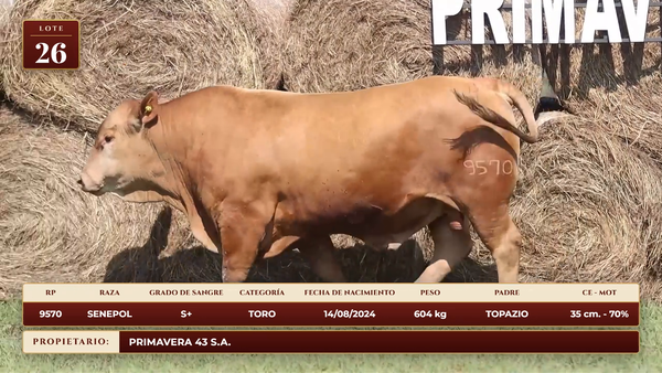 Lote LOTE 26