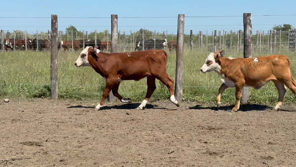 Lote 120 Terneras en Corrientes, Sauce