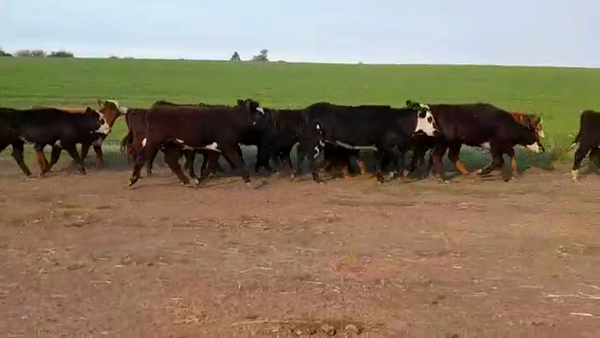 Lote (Vendido)16 Terneras HEREFORD/ ANGUS 170kg -  en SANTA RITA