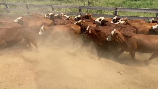 Lote 57 Novillitos en Juan José Castelli, Chaco