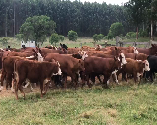 Lote 68 Terneros/as en Ituzaingó, Corrientes