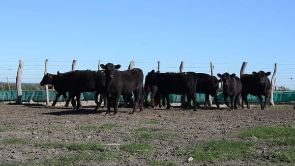 Lote SERVIS SA: 10 vaquillas generales p/servicio