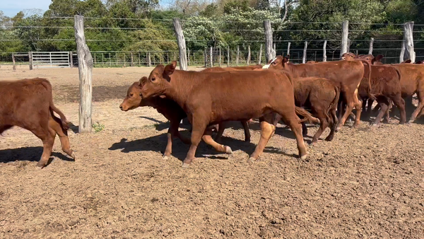 Lote 100 Terneros/as en Corrientes, San Miguel