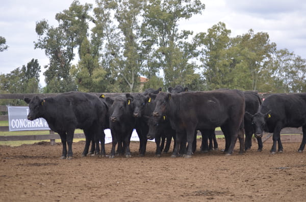 Lote ESTANCIA LA CONCHERA: 11 vaquillas negras MAS p/servicio