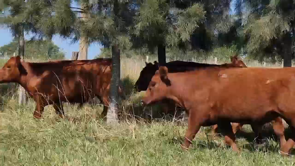 Lote 60 Terneros en Dolores, Buenos Aires